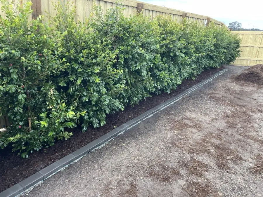Hedge planting in a fresh garden bed with concrete edging